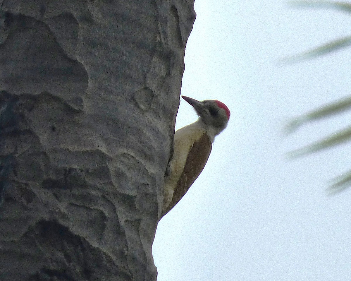 Серый дятел - ML647889574