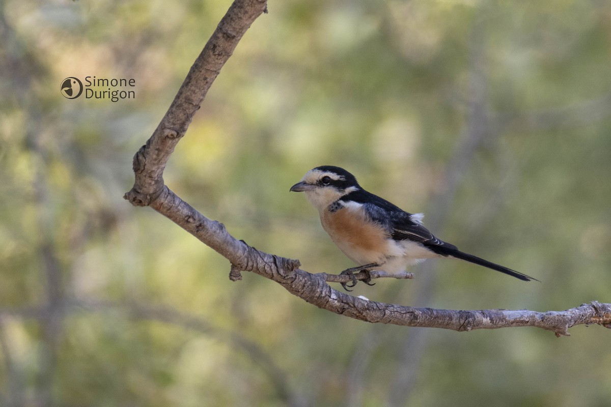 Маскированный сорокопут - ML647889575