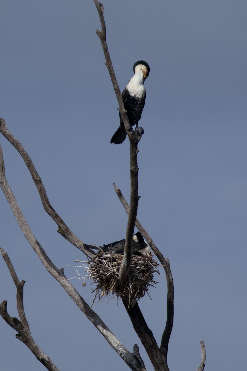 Большой баклан - ML647889577