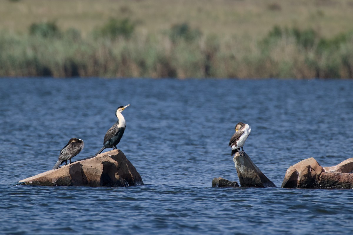 Большой баклан - ML647889578