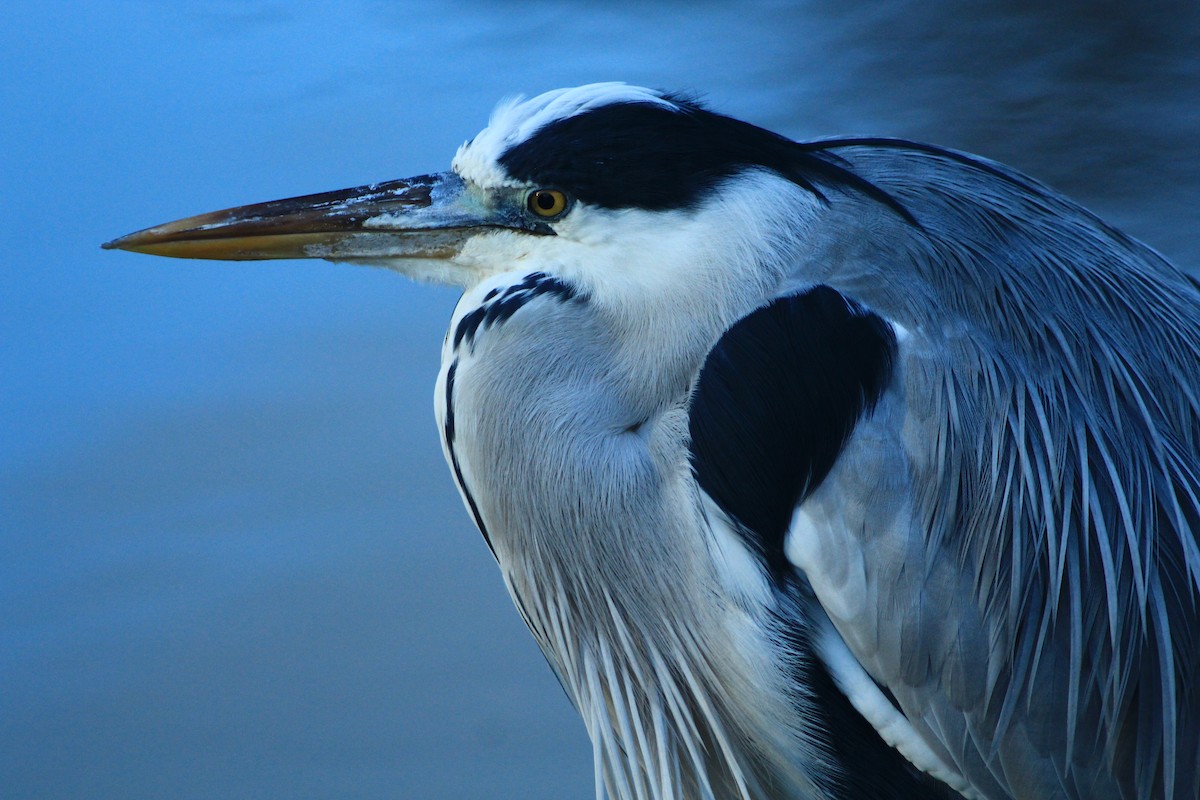 Серая цапля - ML647889580