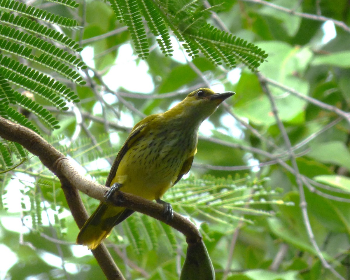 Золотистая иволга - ML647889581