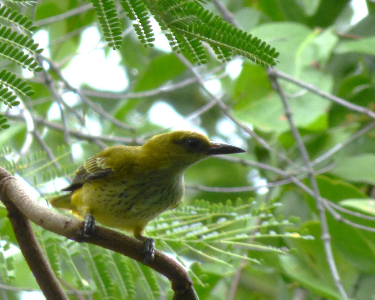 Золотистая иволга - ML647889582