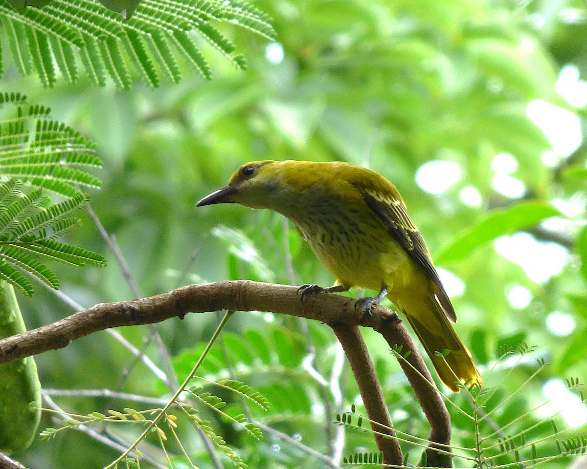 Золотистая иволга - ML647889583