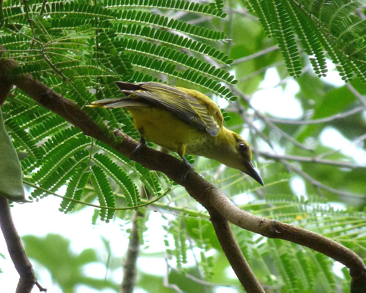 Золотистая иволга - ML647889584