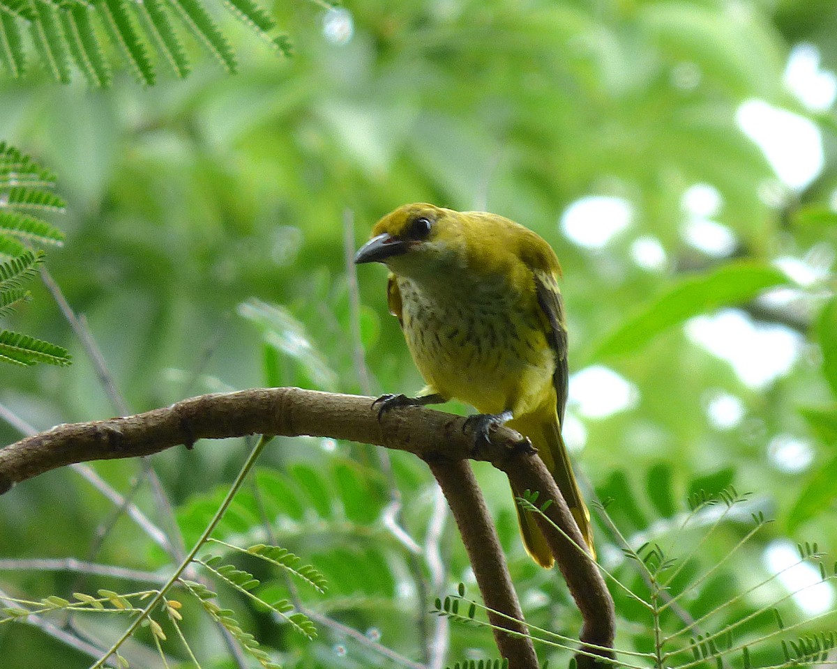 Золотистая иволга - ML647889585