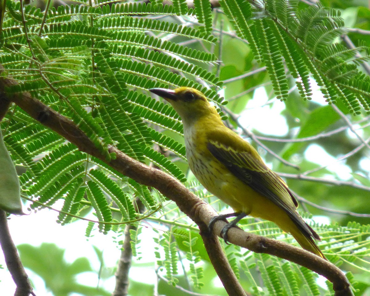 Золотистая иволга - ML647889586