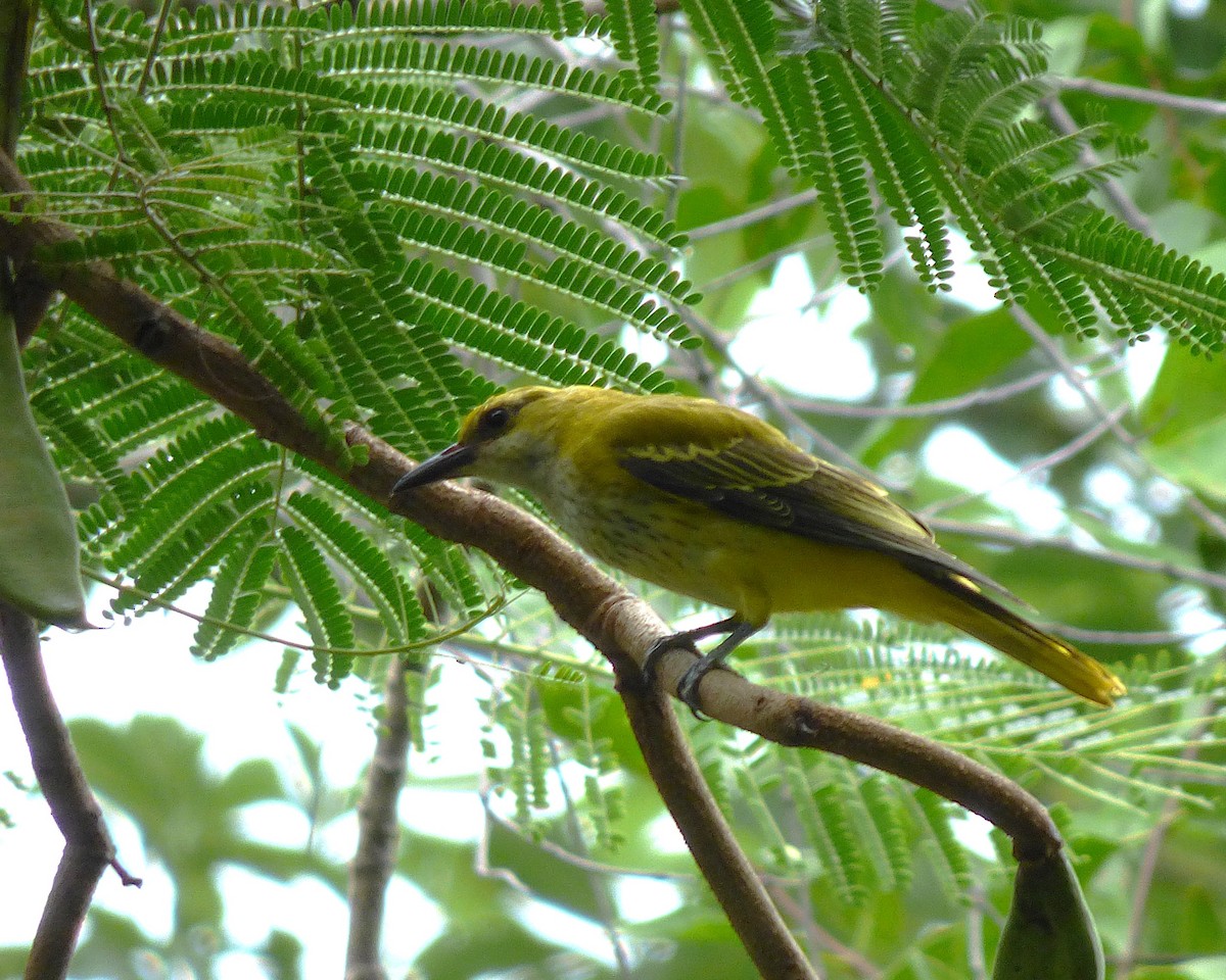 Золотистая иволга - ML647889587