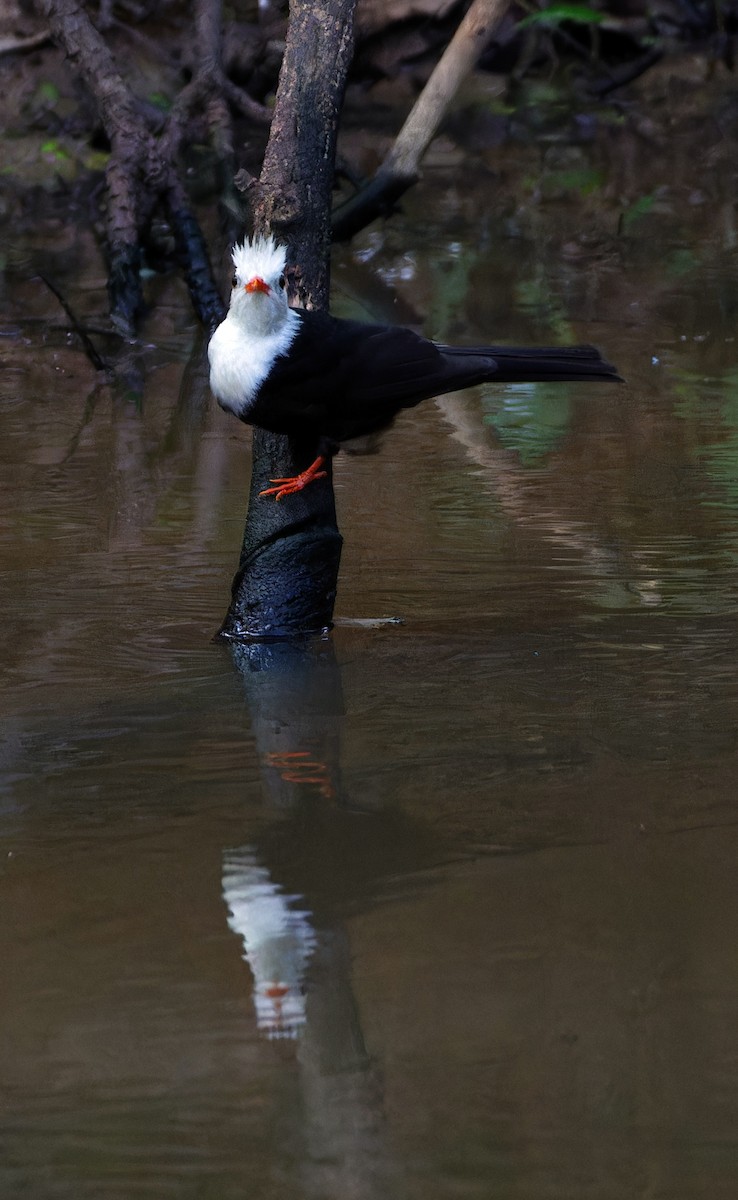 Черный бюль-бюль - ML647889591