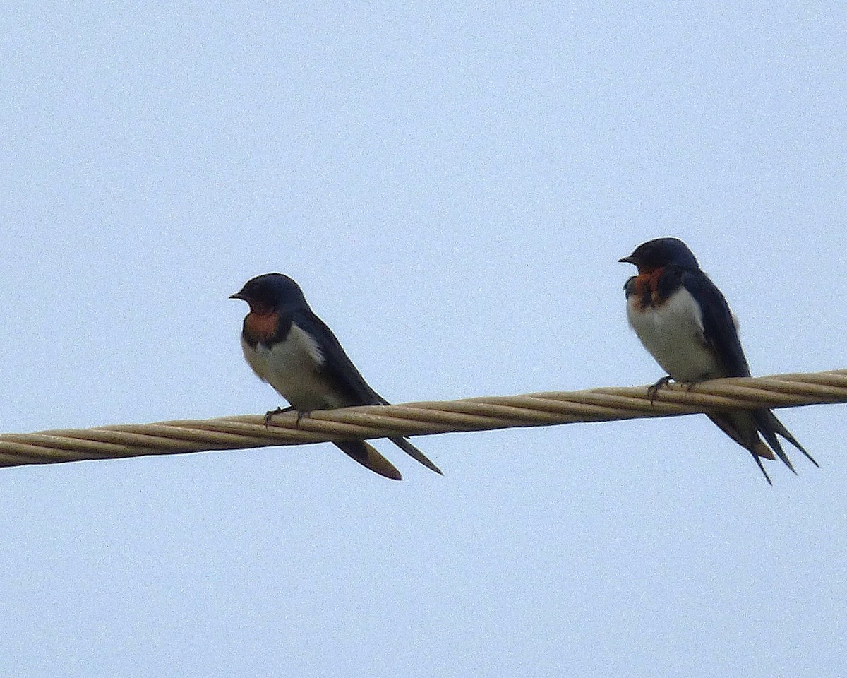 Певчая ласточка - ML647889593