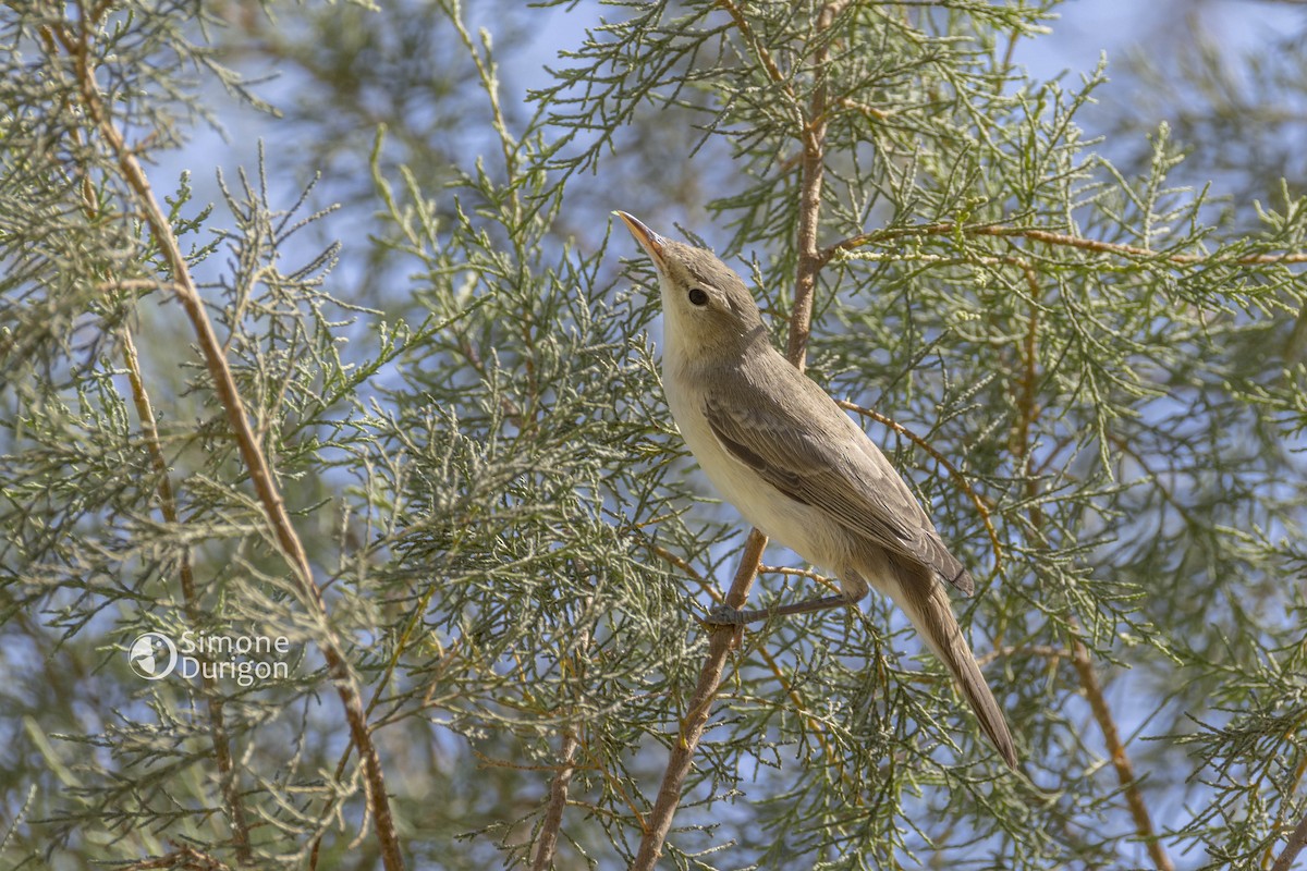 Бледная пересмешка - ML647889594