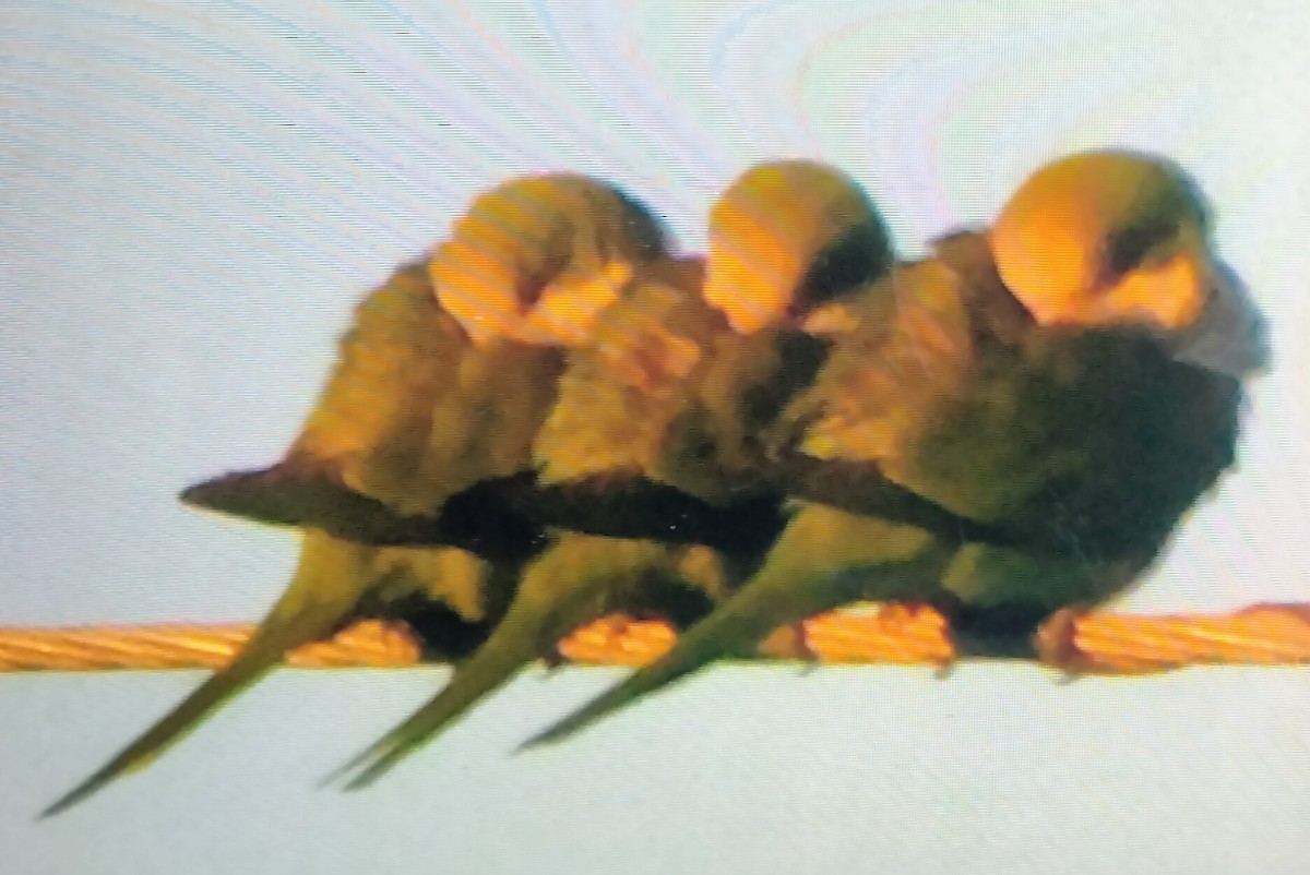 Попугай-монах - ML647889595