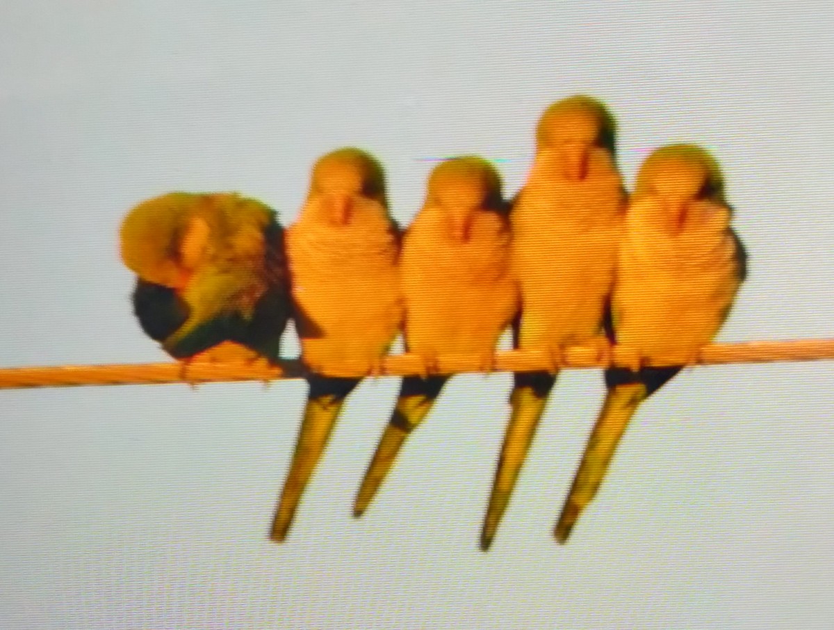 Попугай-монах - ML647889596