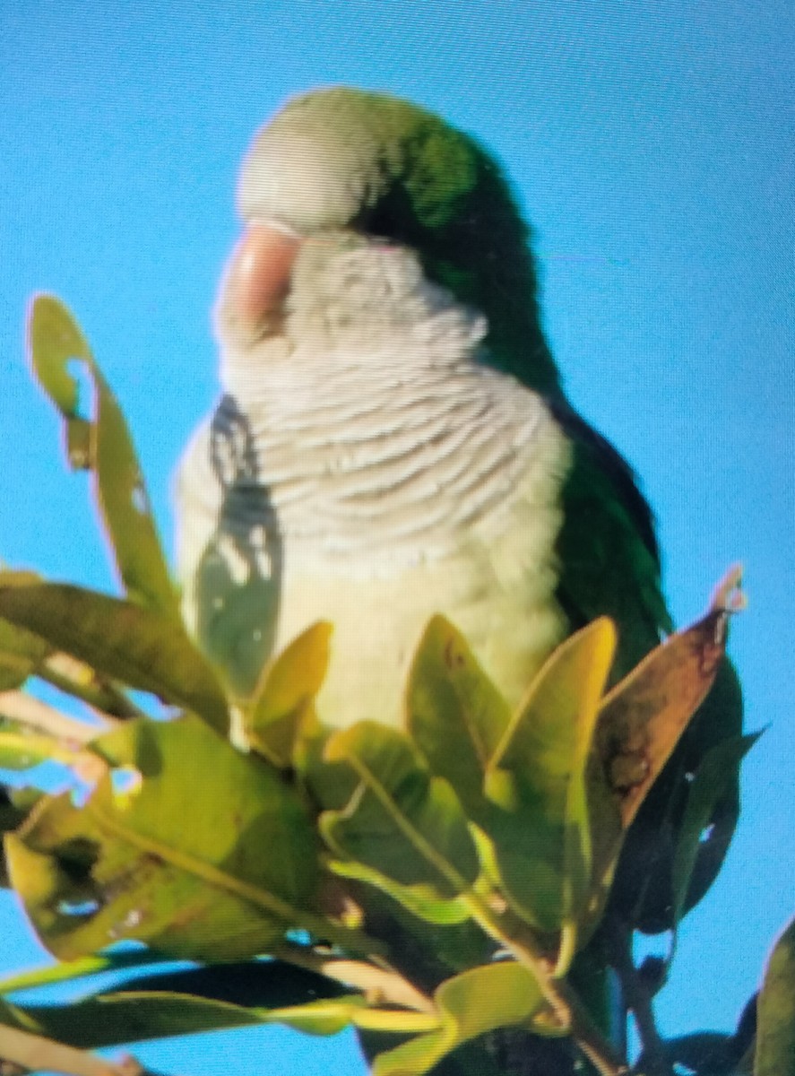 Попугай-монах - ML647889597