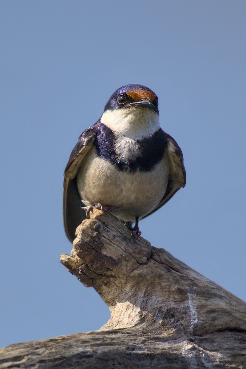 Белогорлая ласточка - ML647889598