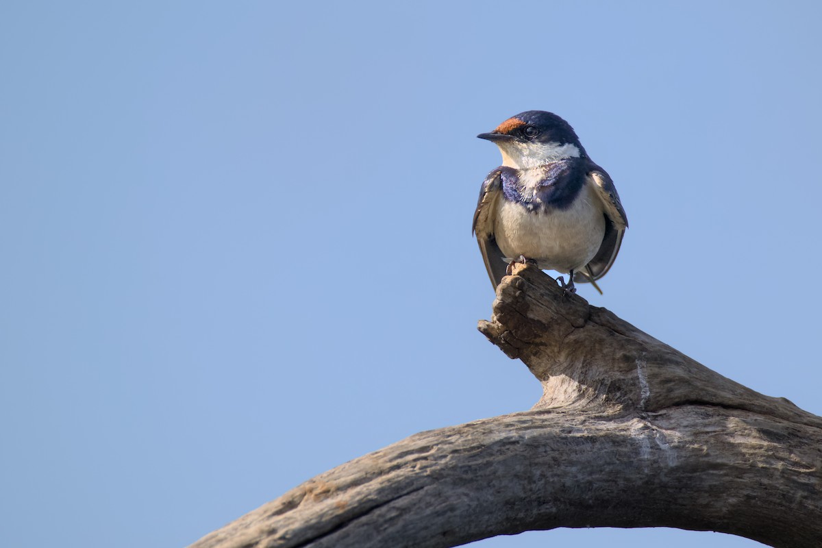 Белогорлая ласточка - ML647889599