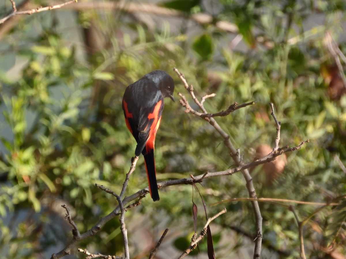 Длиннохвостый личинкоед - ML647889601