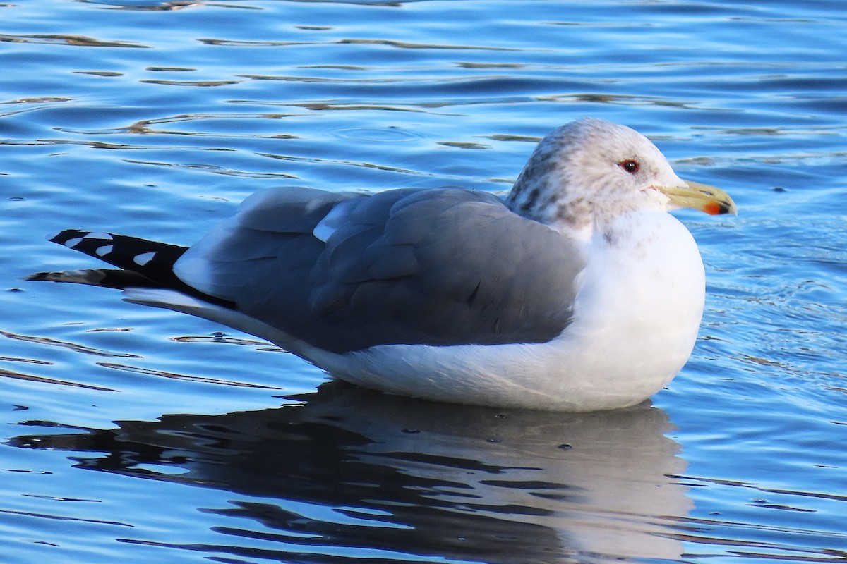 Калифорнийская чайка - ML647889602