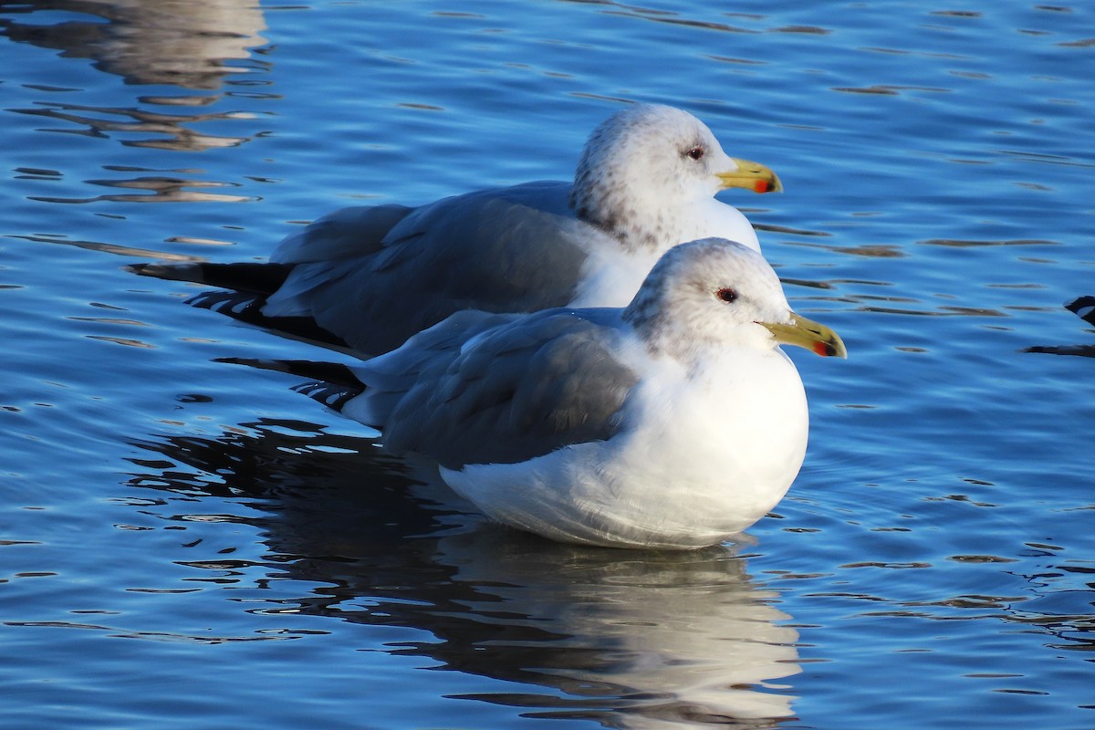 Калифорнийская чайка - ML647889603