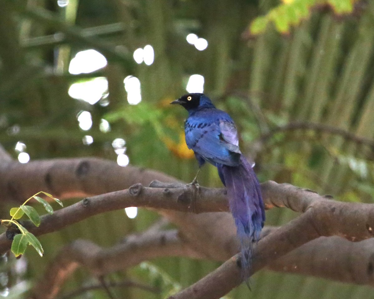 Длиннохвостый спрео - ML647889604