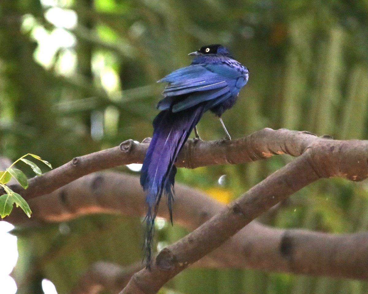 Длиннохвостый спрео - ML647889605