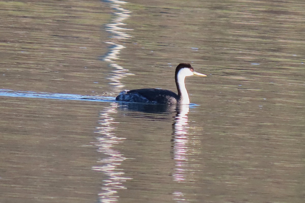 Западная поганка - ML647889606