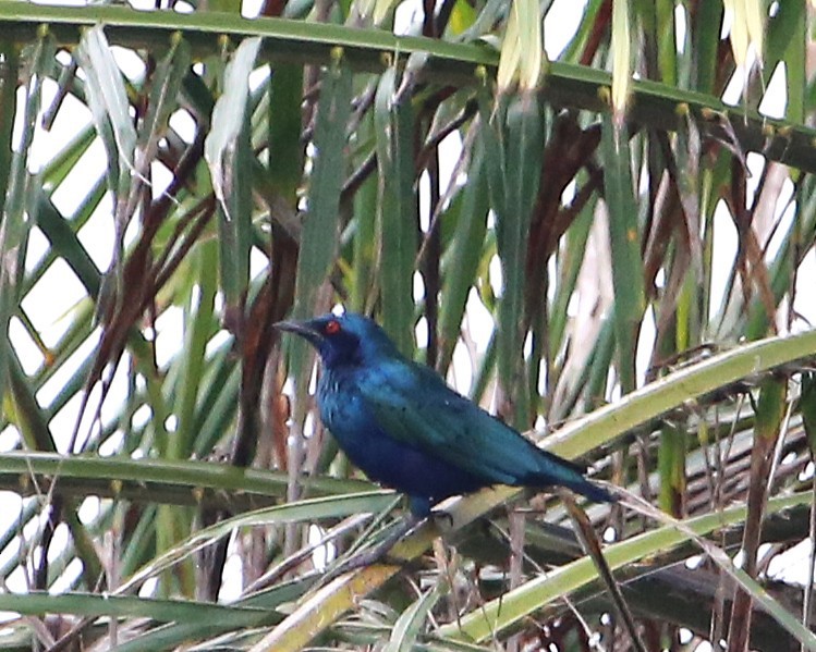 Блестящий спрео - ML647889607