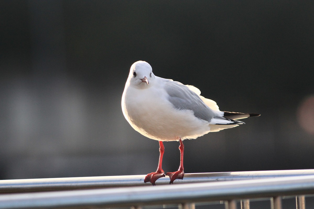 Мартин звичайний - ML647889616