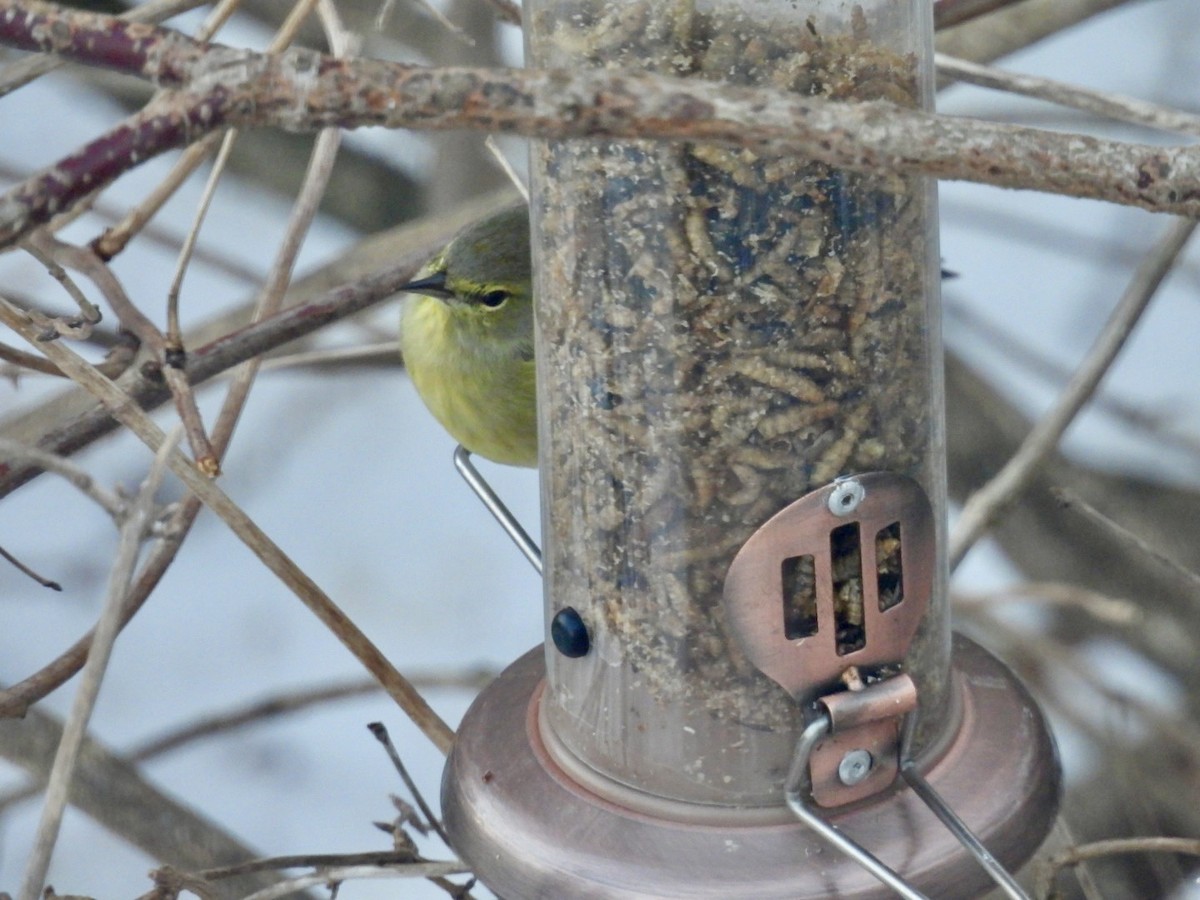 Turuncu Taçlı Ötleğen - ML647889620