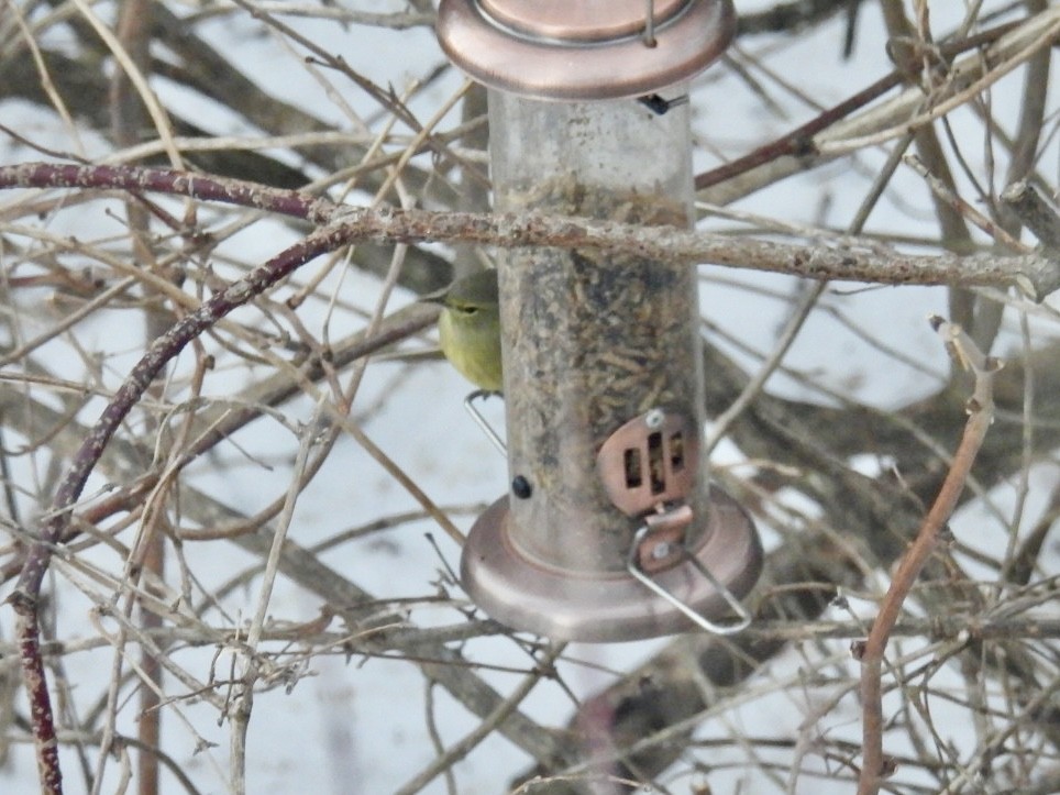 Turuncu Taçlı Ötleğen - ML647889621