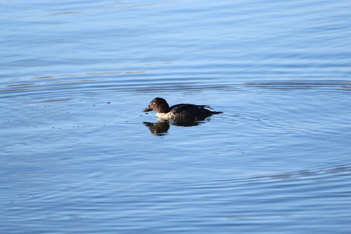 Гоголь зеленоголовий - ML647889628