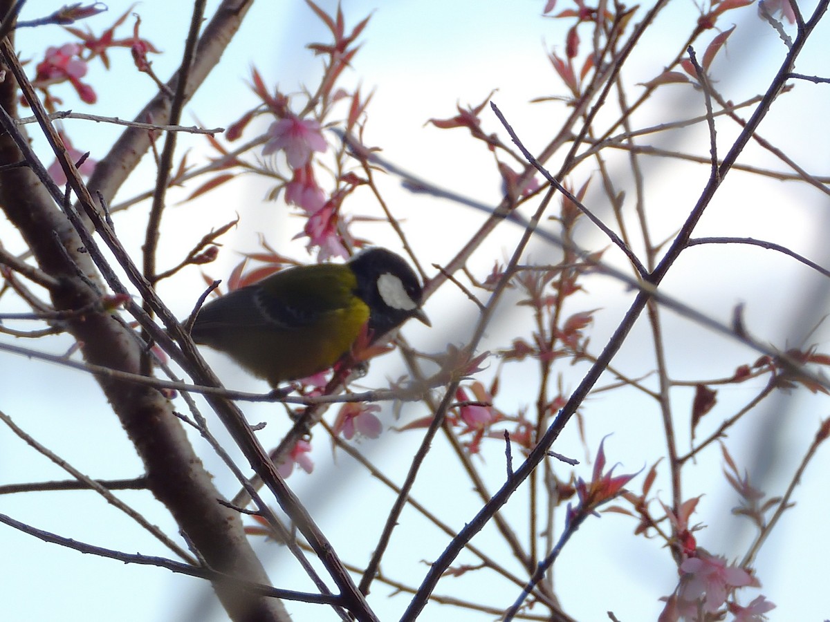 Carbonero Dorsiverde - ML647889630