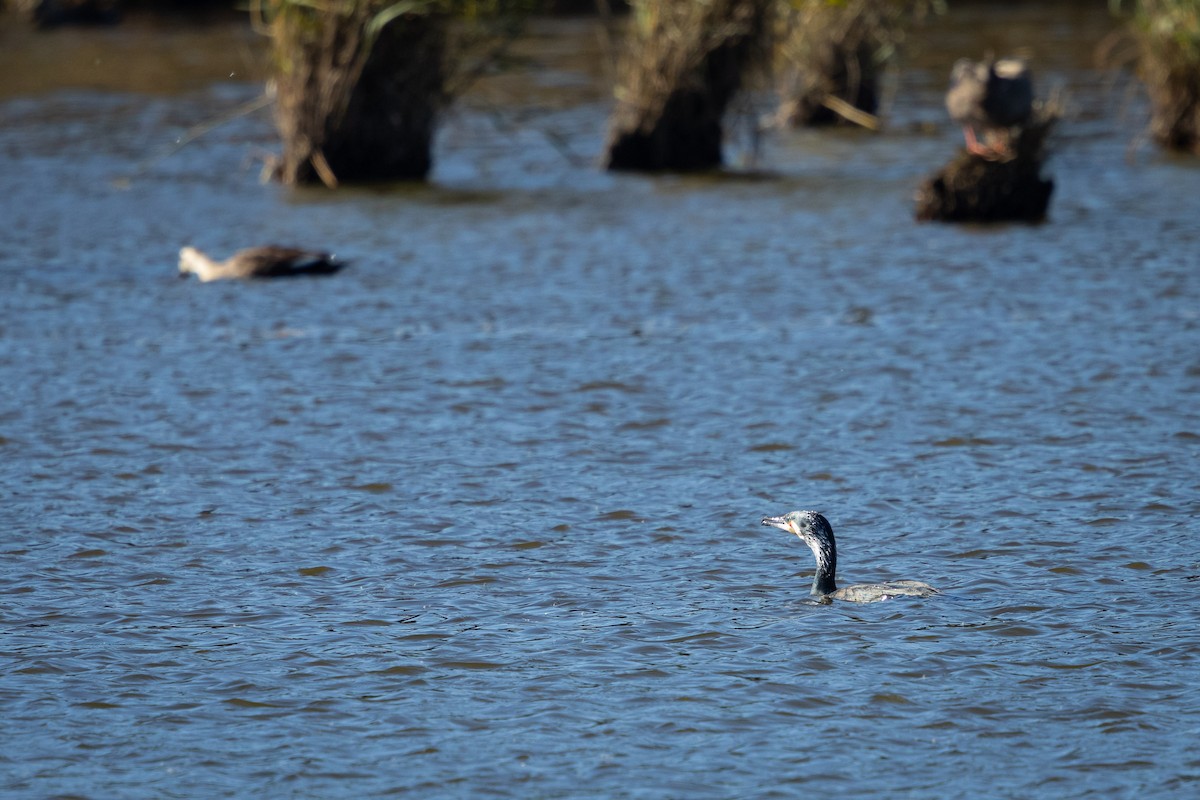 Баклан великий (підвид sinensis/hanedae) - ML647889636