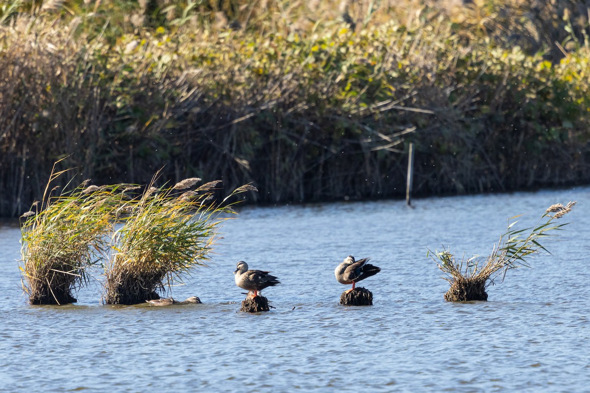 Крижень китайський - ML647889639