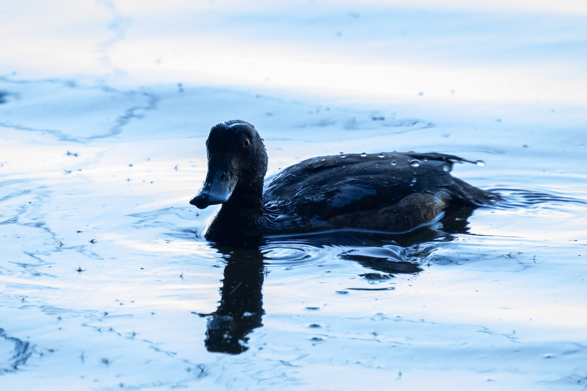 Чернь чубата - ML647889643