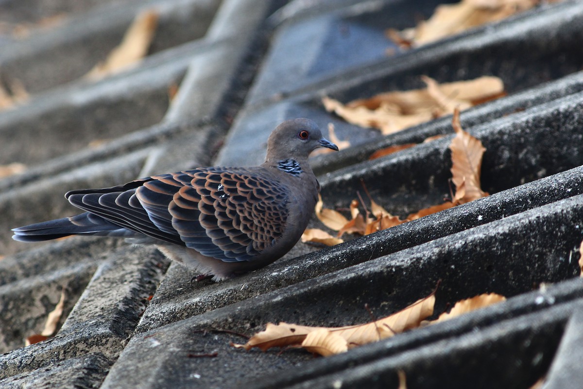 Горлиця велика - ML647889649