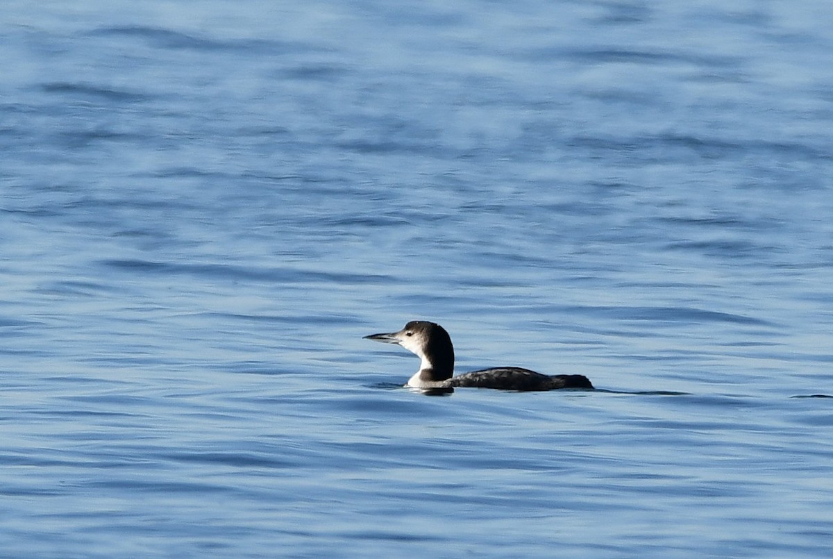 potáplice lední - ML647889669