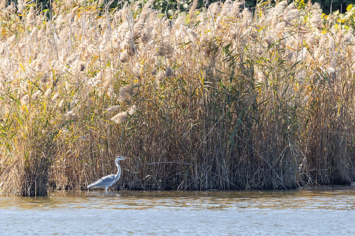 Чапля сіра (підвид cinerea/jouyi) - ML647889680