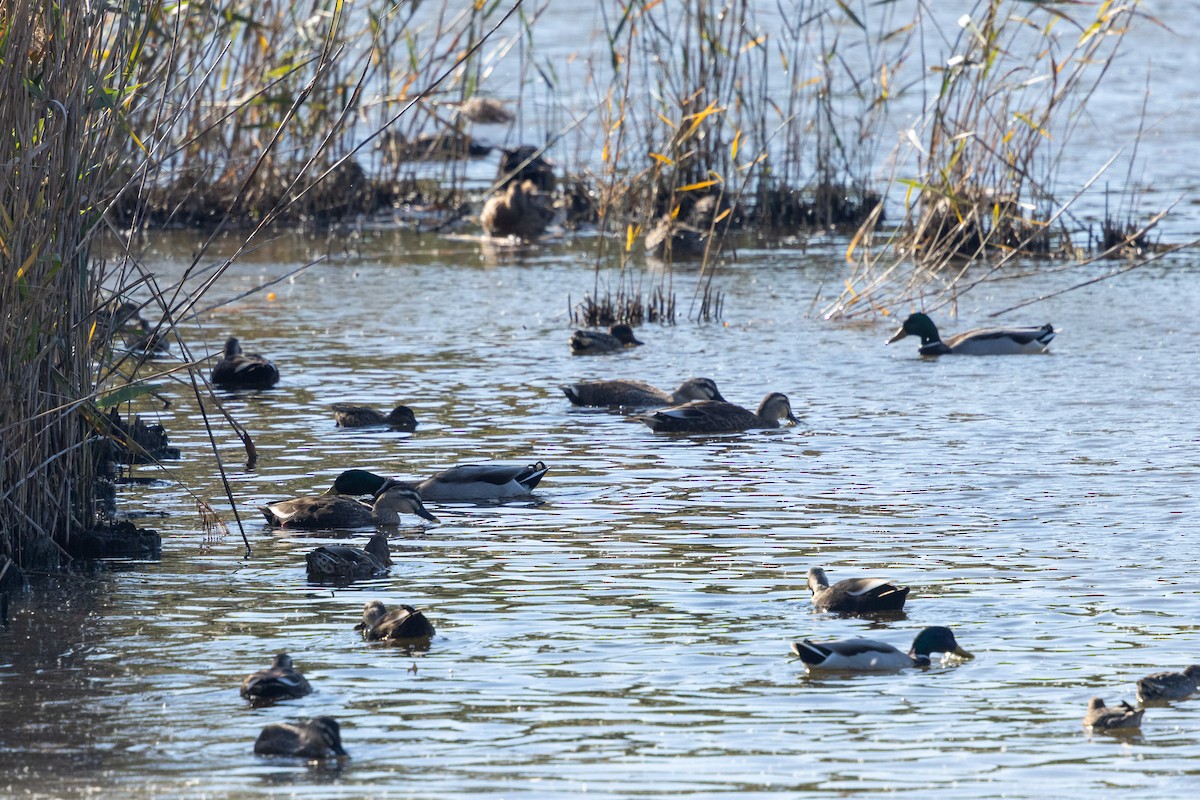 Крижень звичайний - ML647889684