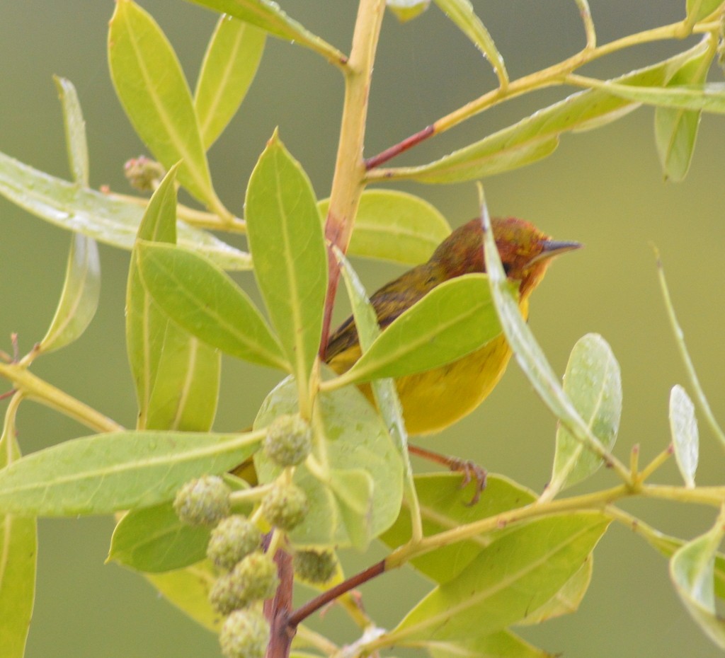 Mangrove Yellow Warbler - ML647889699