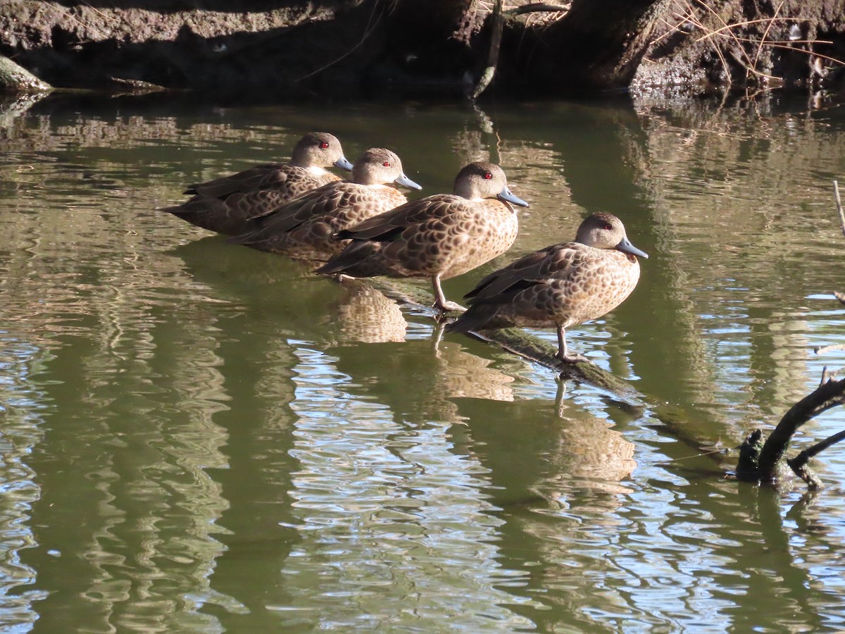 Chestnut Teal - ML647889702