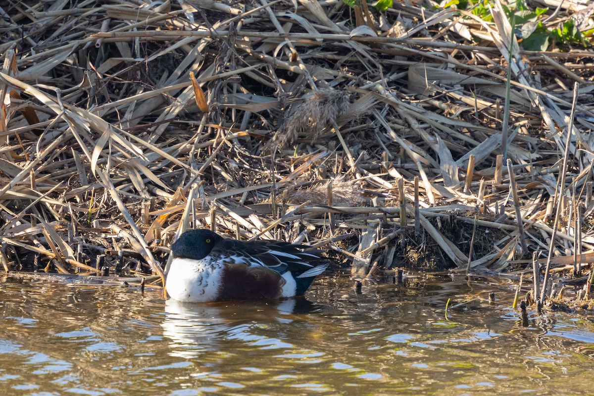 Широконіска північна - ML647889703