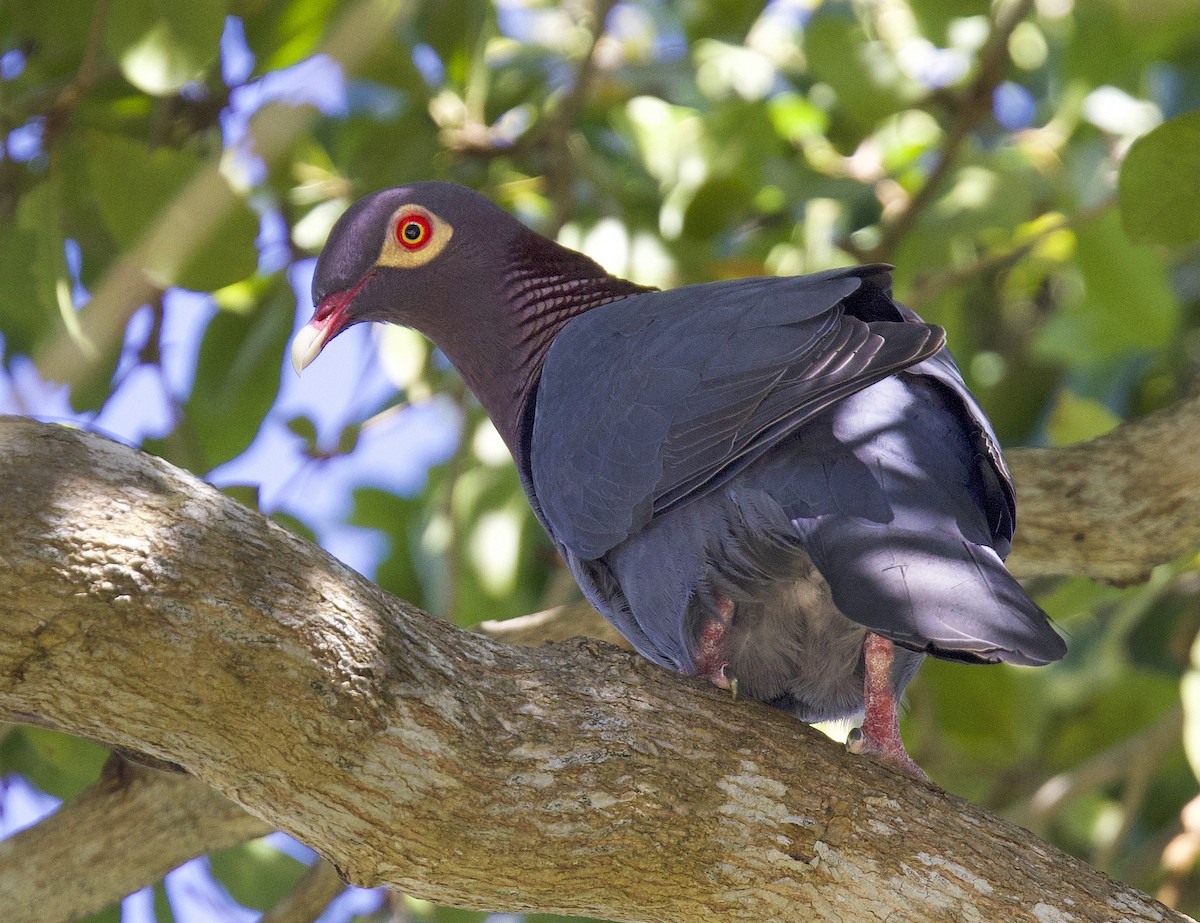 Scaly-naped Pigeon - ML647889704