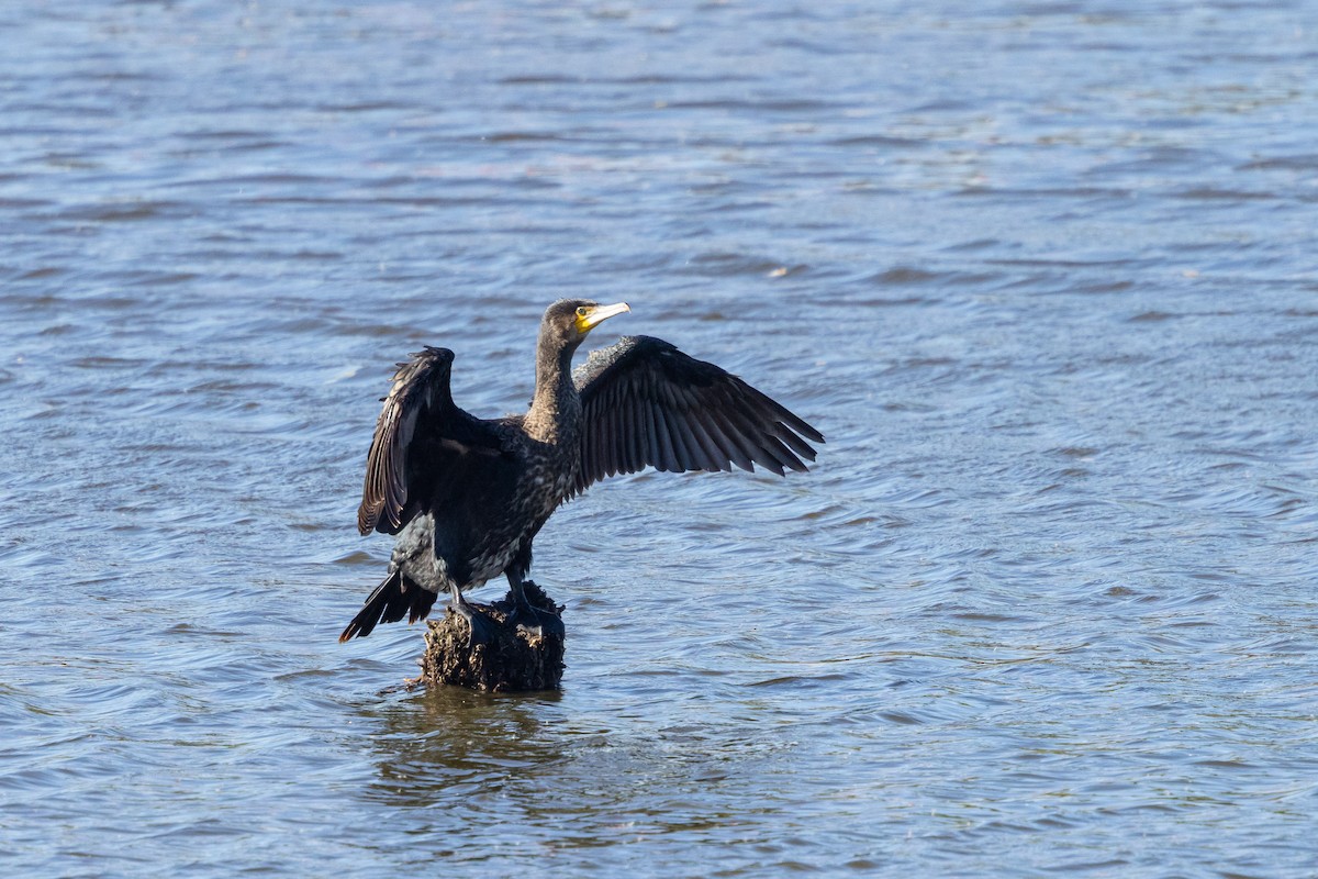 Great Cormorant (Eurasian) - ML647889706