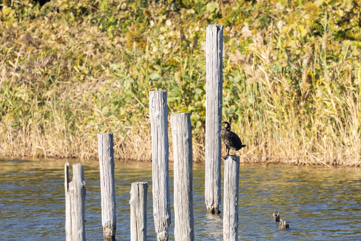 Great Cormorant (Eurasian) - ML647889707