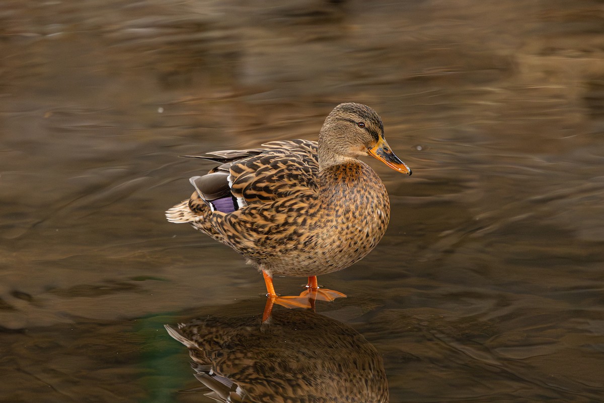 Mallard - ML647889708