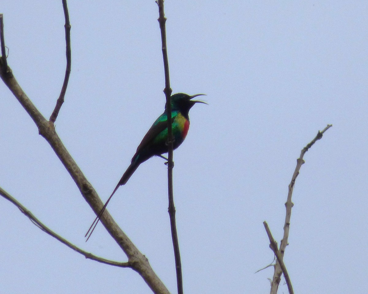 Beautiful Sunbird - ML647889709