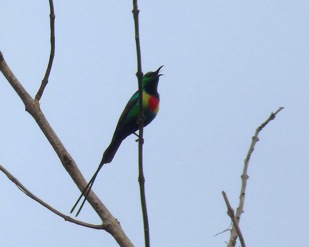 Beautiful Sunbird - ML647889710