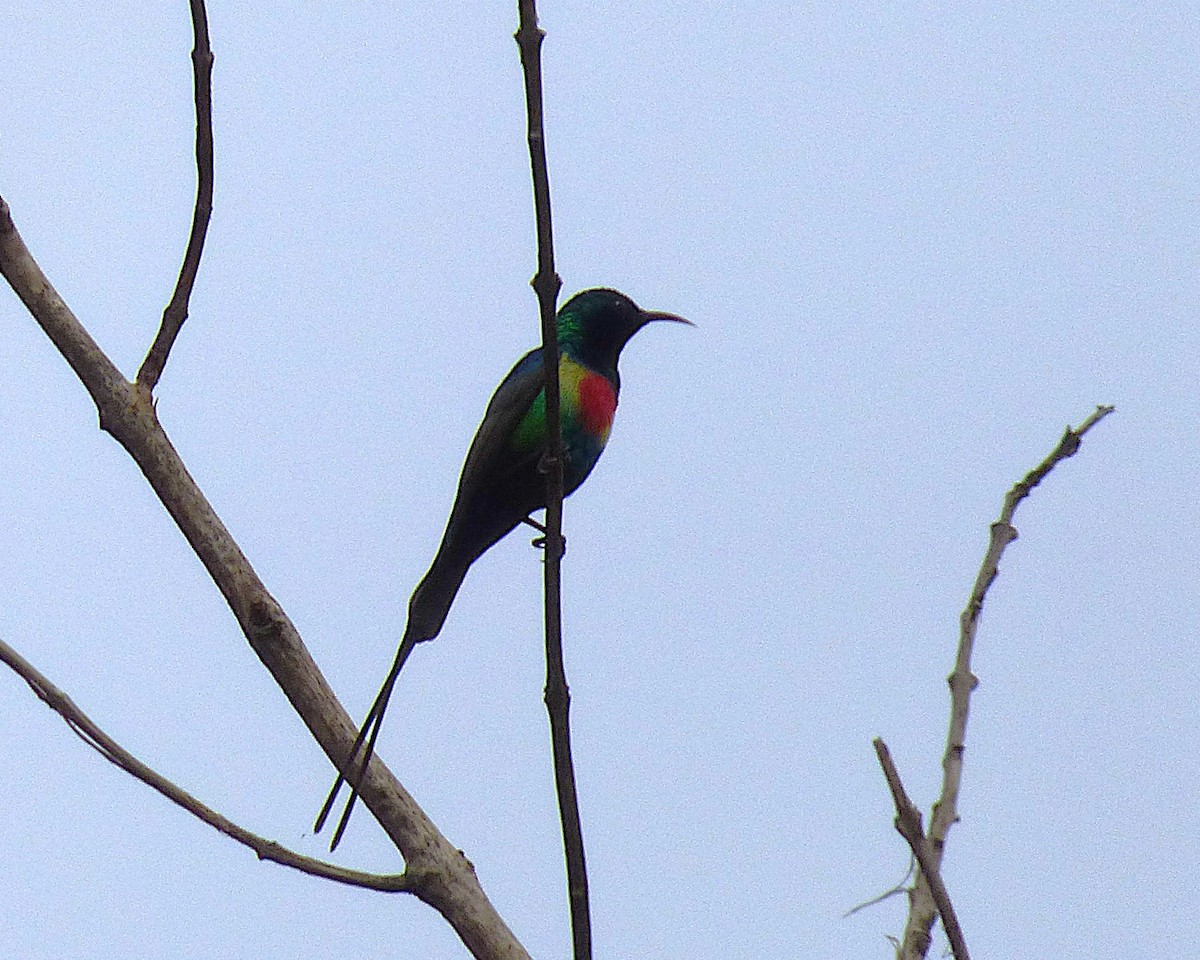 Beautiful Sunbird - ML647889711