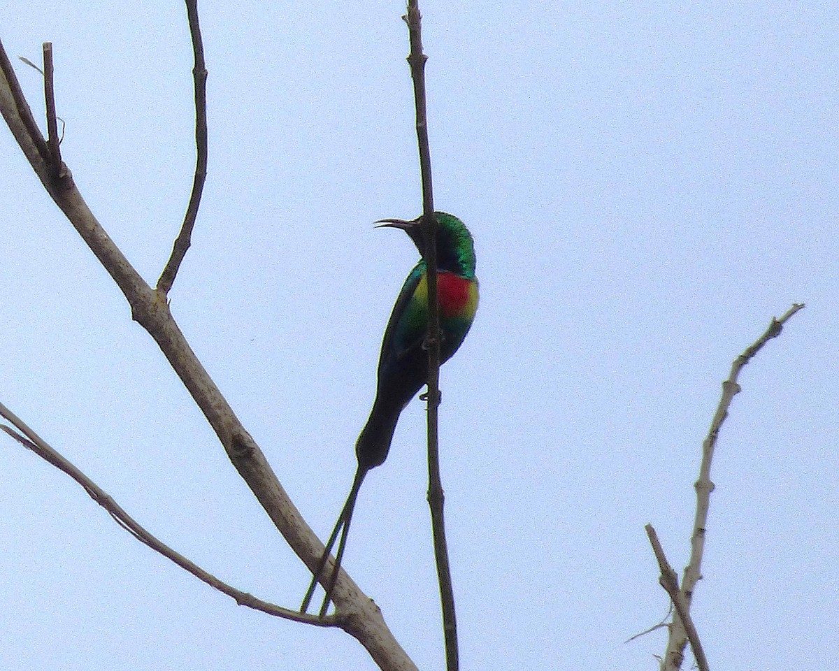 Beautiful Sunbird - ML647889712